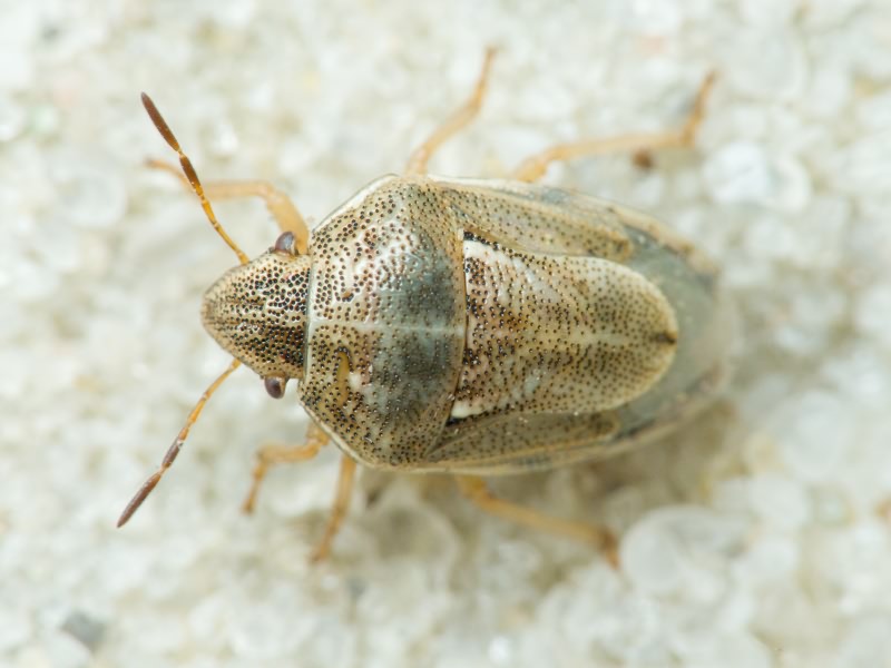 Neottiglossa leporina (Herrich-Schäffer, 1830)